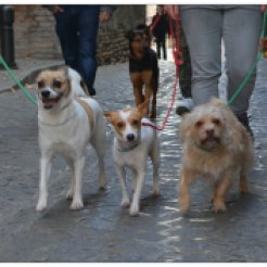 I Visita Guiada por el Albaycín con Mascotas